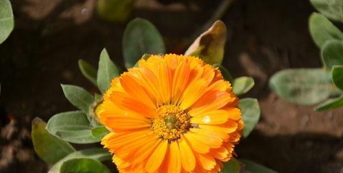 金盏花的花语及其意义（探寻金盏花的花语）