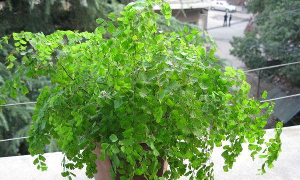 铁线蕨养护秘籍：如何让它茁壮成长？