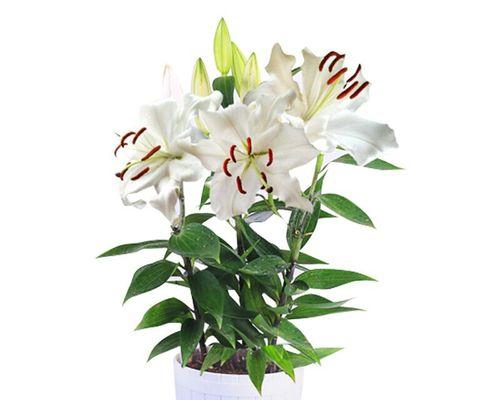 香水百合喜欢阳光吗？如何正确养护以确保花朵健康？