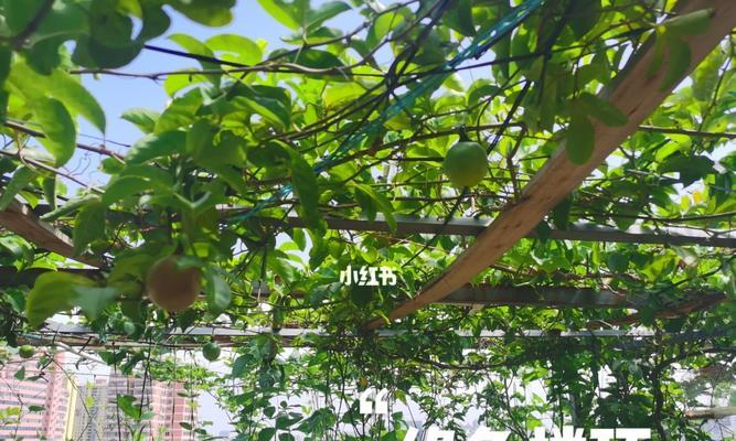 楼顶适合种什么树？选择适合楼顶的树种有哪些要点？