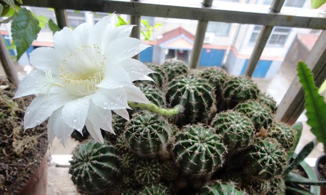 仙人球开花的寓意和象征（探索仙人球开花的深层含义与传统信仰的联系）