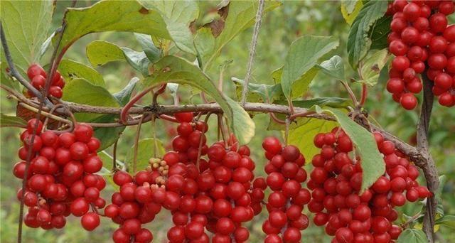 五味子的生长习性特点是什么？生长环境条件有哪些？