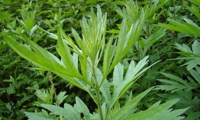 艾叶属于什么植物类别?艾叶的植物分类有哪些特点?_花植网