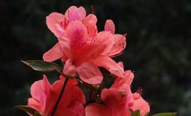 杜鹃花语（赋予生命的声音）