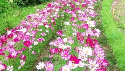 格桑花是多年生还是年生植物？如何区分和养护？