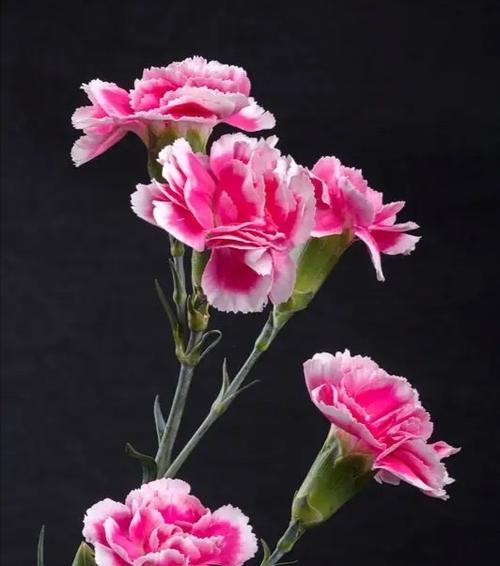 康乃馨花语(传递心意与祝福)