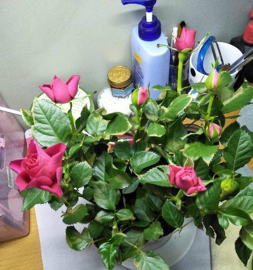 玫瑰花需要晒太阳吗？不晒太阳会怎样影响生长？