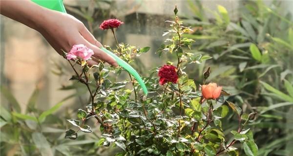 玫瑰花适合什么土壤种植？如何选择最佳种植土壤？