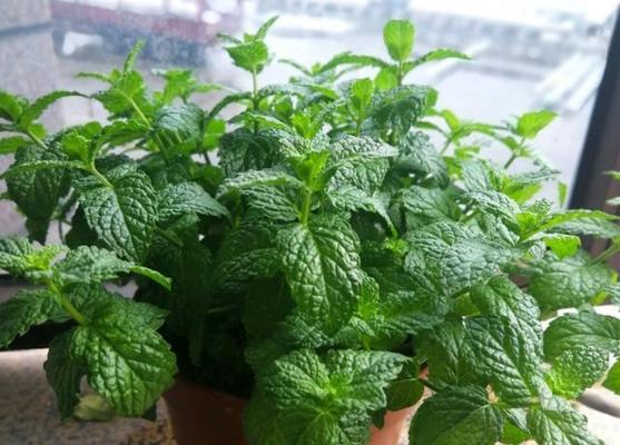 薄荷会开花吗？开花的颜色与样子是什么样的？