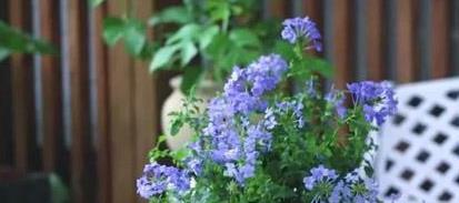 蓝雪花（冬日中的美丽与希望）