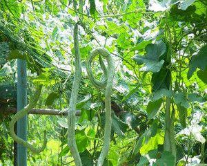 蛇瓜种子种植的最佳时间是什么时候？如何确保高产？