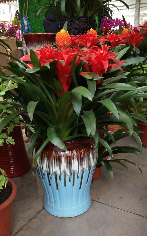 凤梨花的花语与寓意（花开如凤）