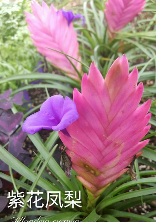 凤梨花的花语与寓意（花开如凤）