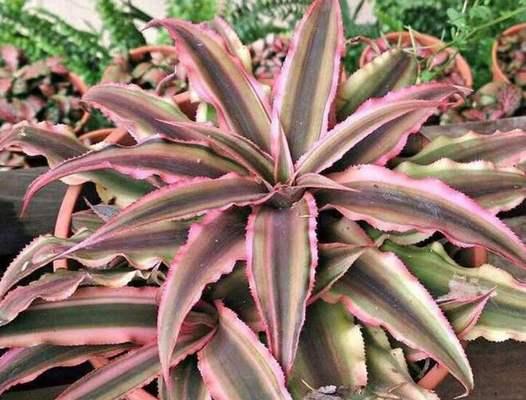 凤梨花的花语与寓意（花开如凤）