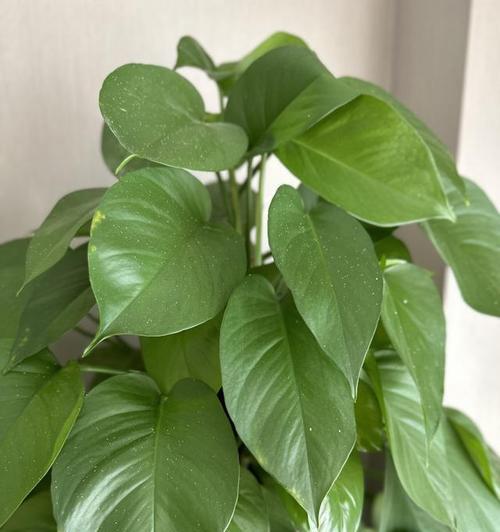 金钻叶子下垂该怎么办？如何正确处理植物叶子下垂问题？