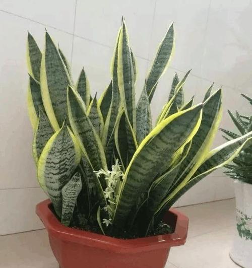 虎皮兰浇水频率是怎样的？多久浇一次水合适？