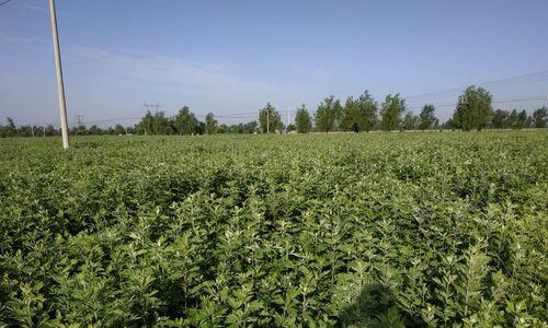 艾草移栽的最佳时间是什么时候?移栽后如何管理?