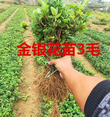 金银花苗什么品种最好？如何挑选优质金银花苗？
