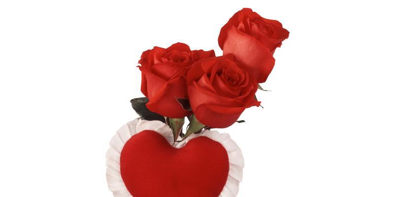 玫瑰花的含义与祝福（传递情感的15朵玫瑰花）