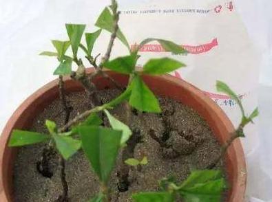 爱之蔓叶插繁殖可行吗？扦插步骤详解？