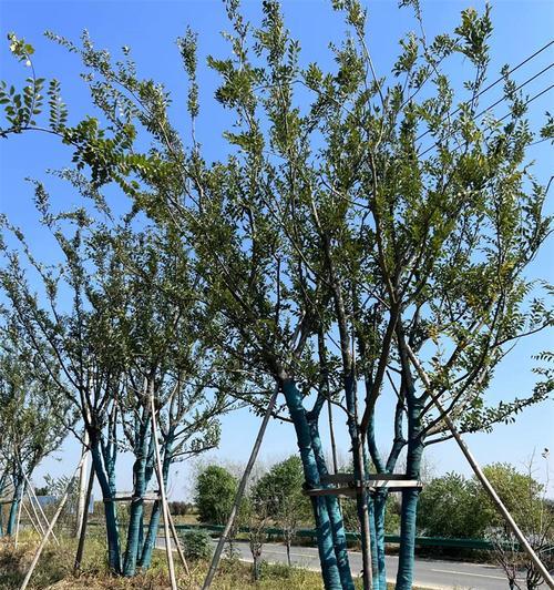 笔直挺拔的树有哪些种类？如何识别它们的特点？_花植网