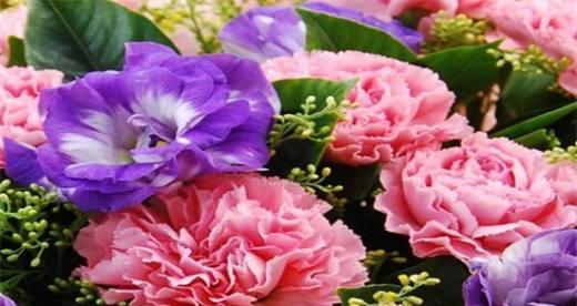 康乃馨（揭示康乃馨背后的精神世界）