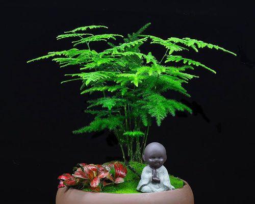 解读文竹花语的含义与象征（探寻文竹花语的深层寓意与文化内涵）