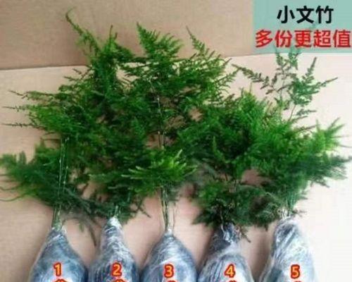解读文竹花语的含义与象征(探寻文竹花语的深层寓意与文化内涵)