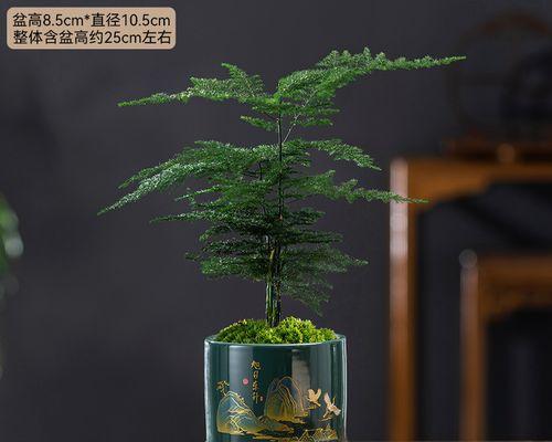 解读文竹花语的含义与象征（探寻文竹花语的深层寓意与文化内涵）