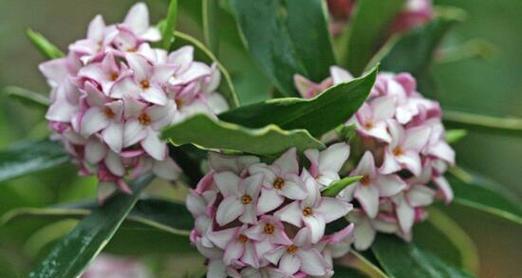 瑞香花的花语与意义（探寻瑞香花的象征与内涵）