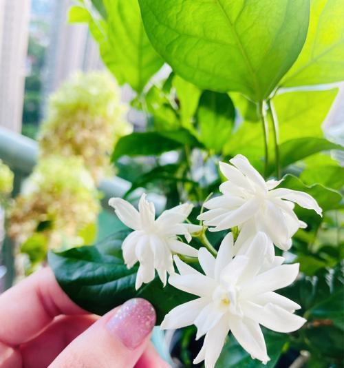 茉莉花的象征意义和文化传承（芳香四溢）