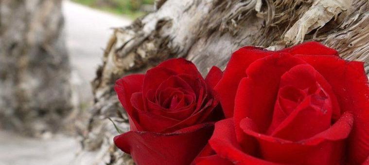 红玫瑰的花语（红玫瑰的意义和象征）
