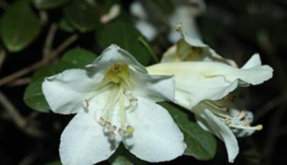 杜鹃花属于木本植物吗？如何区分木本与草本植物？