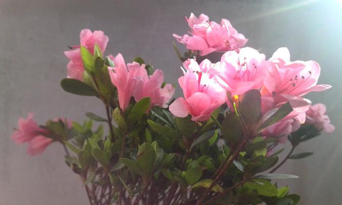 杜鹃花属于木本植物吗？如何区分木本与草本植物？