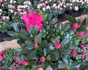 杜鹃花属于木本植物吗？如何区分木本与草本植物？