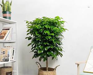 幸福树真的能吸甲醛吗？除甲醛效果如何？