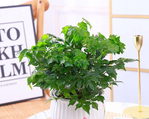 幸福树真的能吸甲醛吗？除甲醛效果如何？