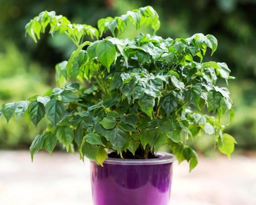 幸福树真的能吸甲醛吗？除甲醛效果如何？