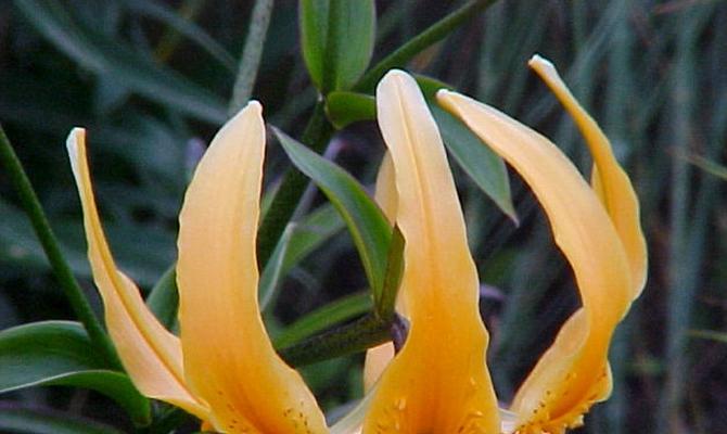 百合花的象征意义与风水作用（揭秘百合花的寓意与影响）