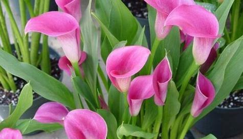 马蹄莲（马蹄莲的花语与寓意——力量和希望）