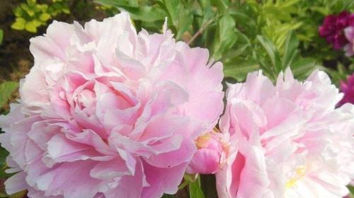 芍药花怎么养家庭养法？有哪些注意事项和技巧？