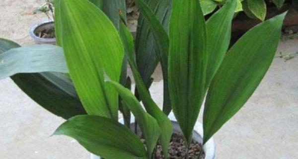 一叶兰的寓意和象征（探寻自然之美）