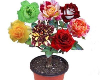 解读玫瑰花语颜色的隐含含义（玫瑰花语颜色代表什么？了解不同颜色的玫瑰所传递的情感与意义）