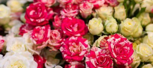 解读玫瑰花语颜色的隐含含义（玫瑰花语颜色代表什么？了解不同颜色的玫瑰所传递的情感与意义）