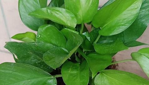 绿萝能在室内养吗?室内养护绿萝的注意事项有哪些?