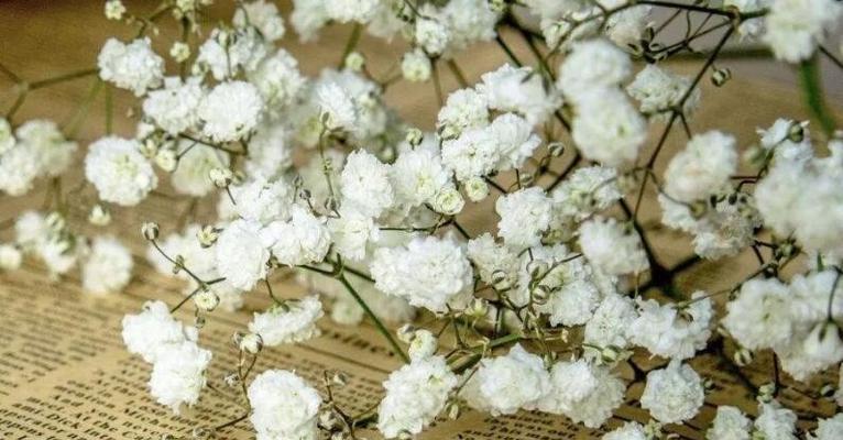 满天星花（绽放在黑夜中的星光）