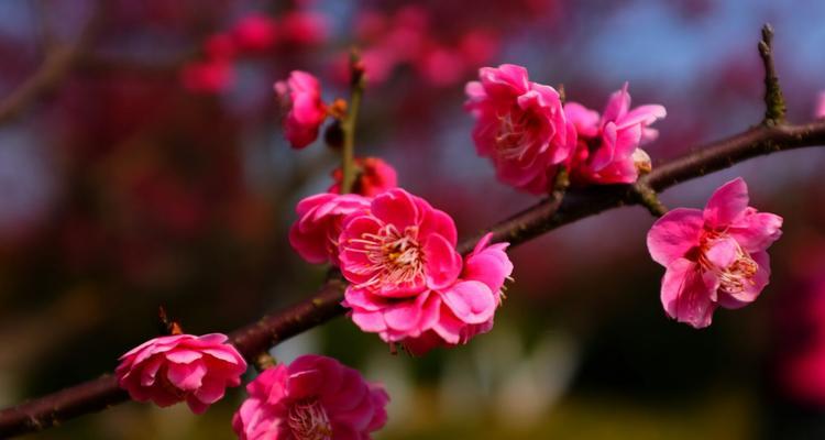 梅花与生肖(探寻梅花传承的生肖智慧)