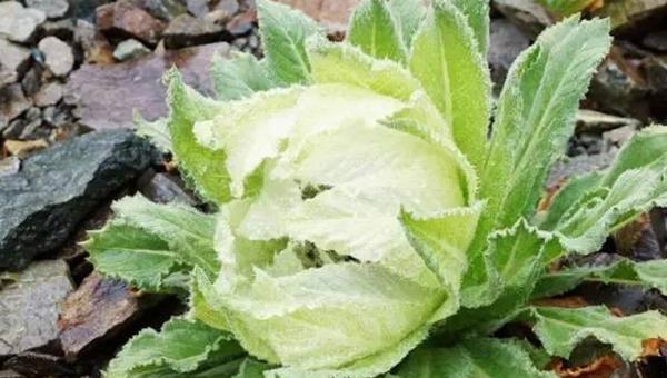 雪莲花传说（传承千年的神秘之花）