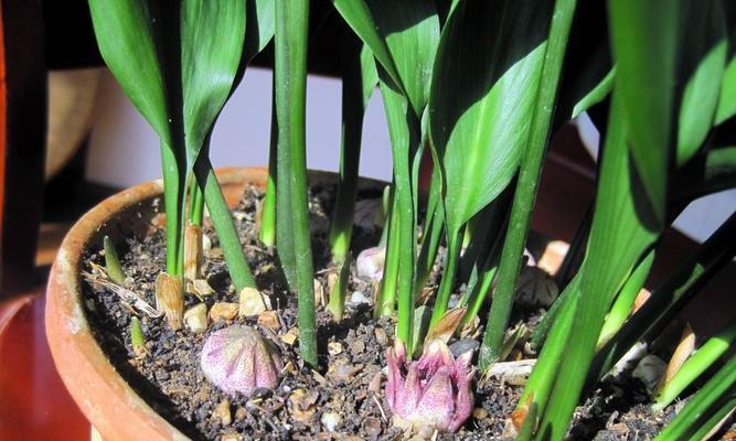 一叶兰花的寓意与象征（探索兰花语言的深层内涵）