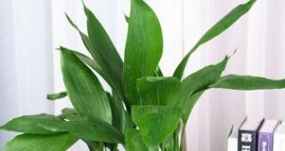 一叶兰花的寓意与象征（探索兰花语言的深层内涵）